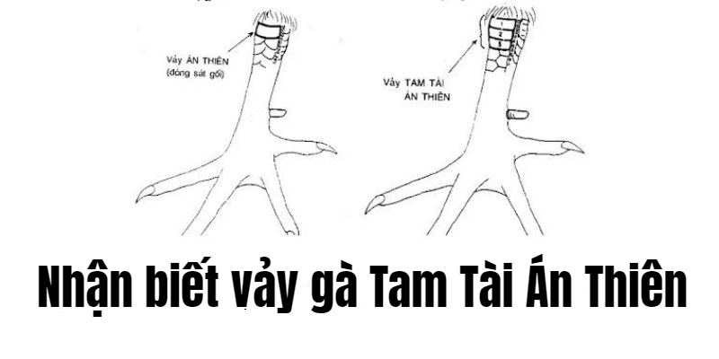 Ưu điểm của gà có vảy án thiên Ưu điểm của gà có vảy án thiên